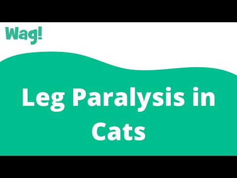 Leg Paralysis in Cats | Wag!