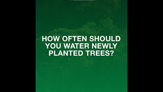 How Often Should You Water Your Newly Planted Trees?