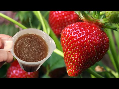 THIS will give you the fastest growing large strawberries ever