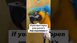 What Happens If You Dont Open Parrots Pin Feathers #bird