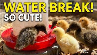 Baby Chicks & Ducks at the Waterer | Cute Farm Sounds | Texas Spring