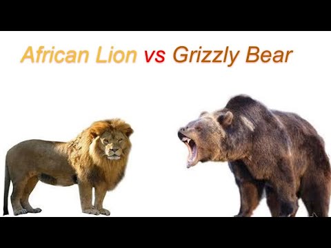 African Lion vs Grizzly Bear 2019