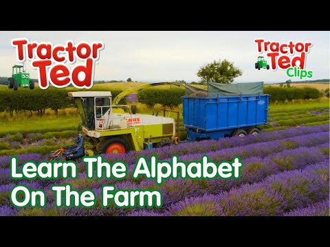 Learn The Alphabet On The Farm With Tractor Ted! 🚜 Tractor Ted Official #backtoschool