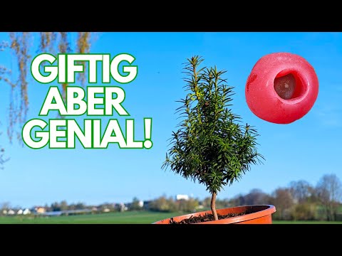 Yew: Europe's most poisonous tree with many talents