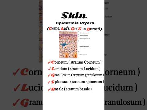 epidermis layers
