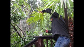 Harvesting Bay leaf tree berries in Winter