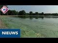 Delftse Hout pakt opnieuw blauwalg aan