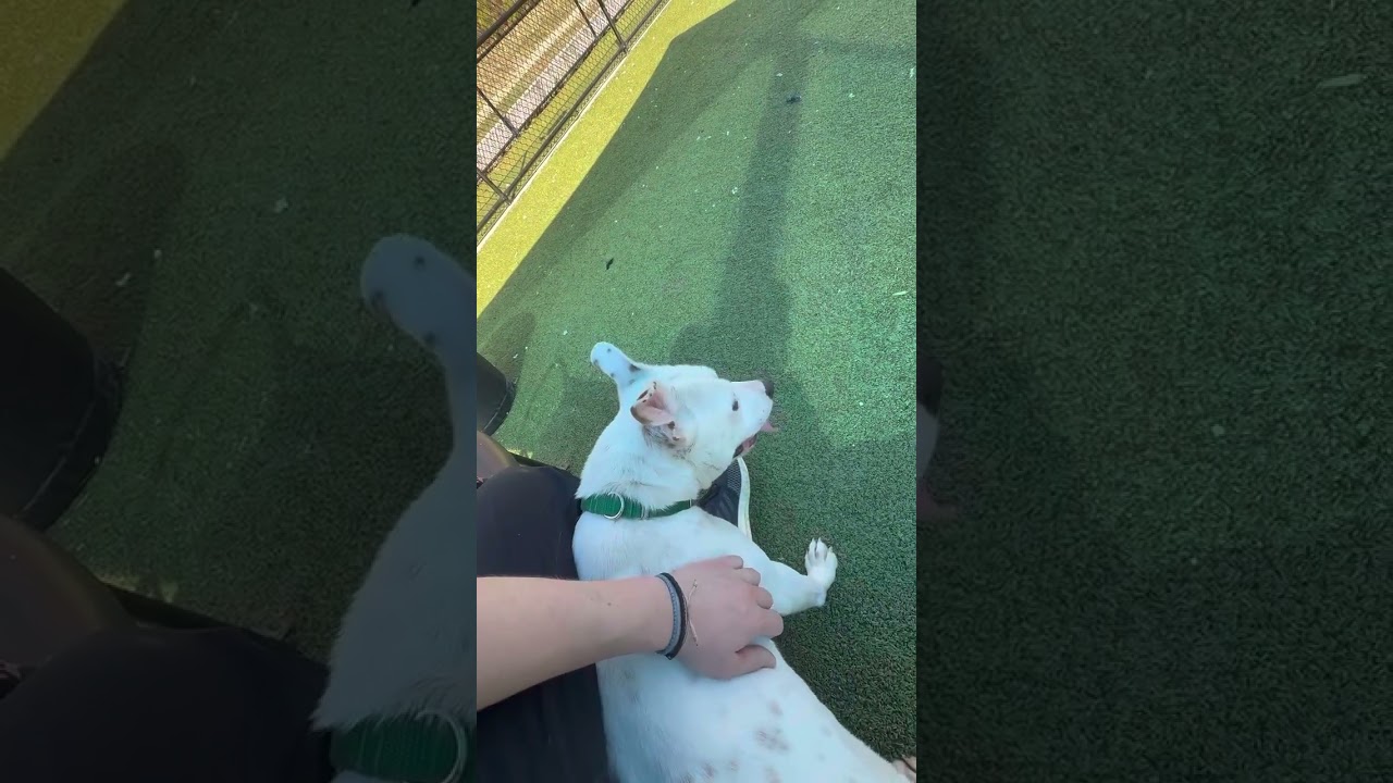 Enlarge Bitz, a Adoptable Pit Bull Terrier in Greensboro, NC video 6/6