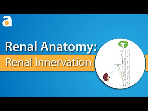 Renal Anatomy: Renal Innervation