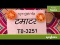 Syngenta Tomato Saaho 3251