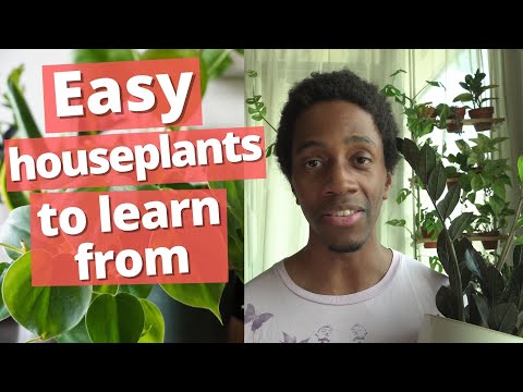 8 AFFORDABLE houseplants that will give you your green thumb