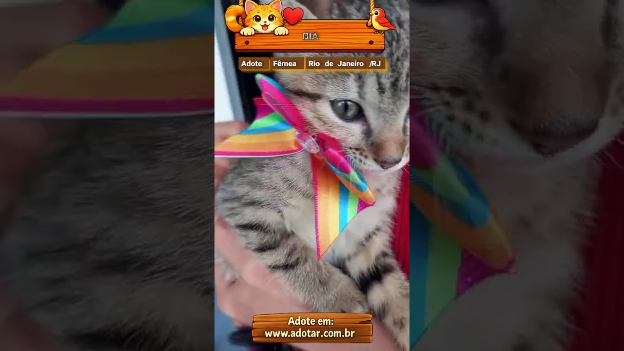 Gato raça SRD-ViraLata idade 2 a 6 meses nome BIA
