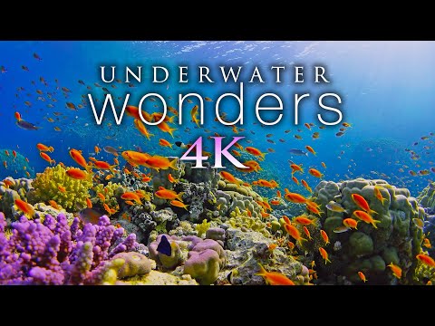 * NEU * 11 STUNDEN 4K Unterwasserwunder + Entspannende Musik - Korallenriffe & buntes Meeresleben