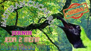 Download lagu CUCAK IJO - SUARA MASTERAN - JEDA 2 MENIT - AUTO GACOR !!! mp3