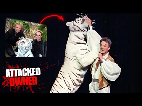 Mauled by His Tiger | The Seigfried and Roy Tragedy