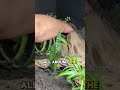 Sulcata tortoise setup
