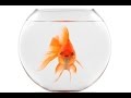 Van Morrison - Goldfish Bowl - ceccailif Van Morrison - Goldfish Bowl