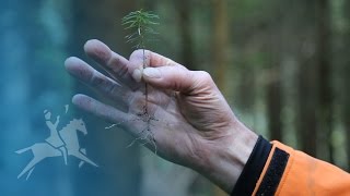 Der Wert des Waldes: wie funktioniert Waldumbau?