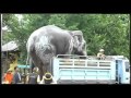 OVERLOAD Huge Thailand Elephant Loading Into Truck