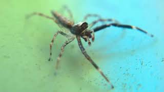 Pop Filter – “Alone”