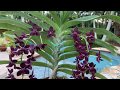 Orchid Blooms A Closer Look Vanda And Catasetum