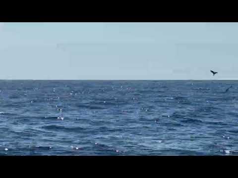 Puffinus mauretanicus