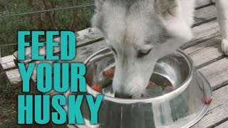 Easy Guide for Feeding Your Husky | Siberian Husky Academy