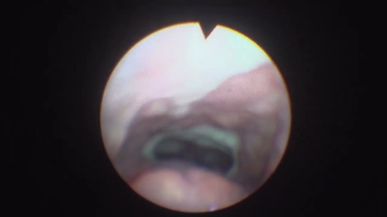 Dario Hart Signorini-2