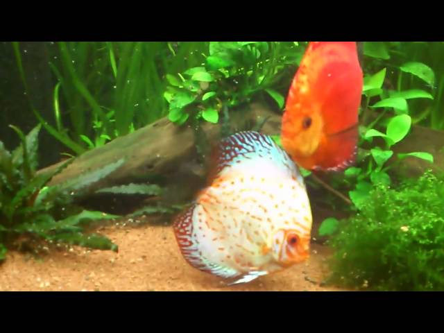 Discus Fish Eating Amazon Fish Tank