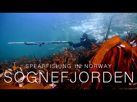 Spearfishing in Norway -  SOGNEFJORDEN 2020