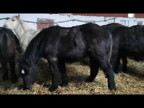 Mânji fătați în 2021, 0744782178 Herghelia Fitero