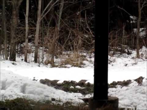 Large flock of Redpolls feeding