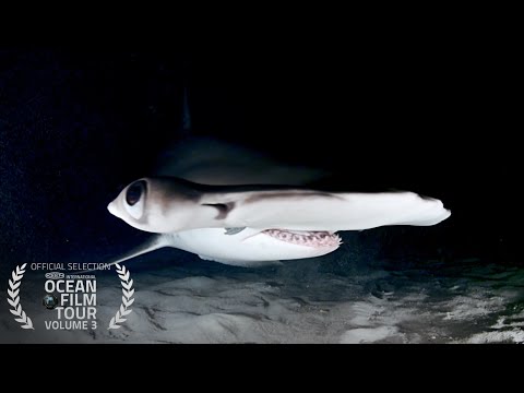 International OCEAN FILM TOUR Volume 3 | First Glimpse THE EDGE