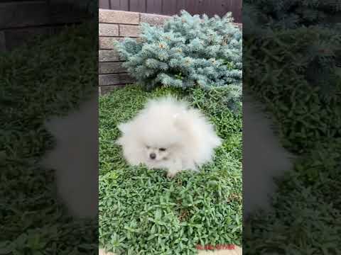 cute puppies baby dogs enjoying in garden's