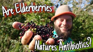 Elderberries - Do Antibiotics Really Grow On Trees! 🌳