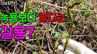 산삼 녹용의 효능에 버금가는 갈용효능 간 건강과 여성에게 좋은 갈용채취시기효능  칡순효능 채취시기  칡순차 …