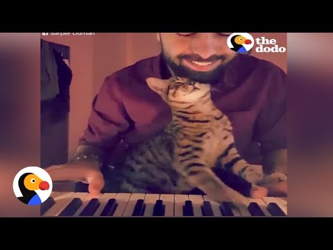 Guy Plays Piano For Rescue Cats | The Dodo