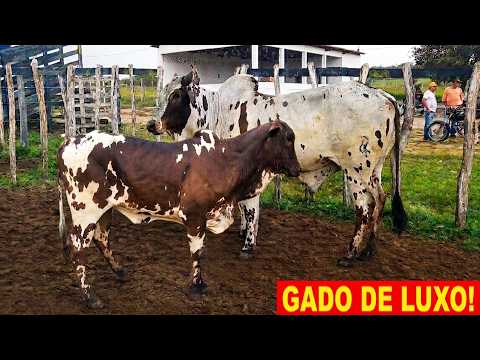 FEIRA DO GADO EM CRUZES-PE   31-08-2026  #nordeste