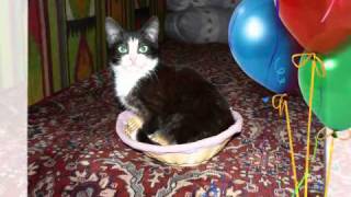 Кошачий вальс