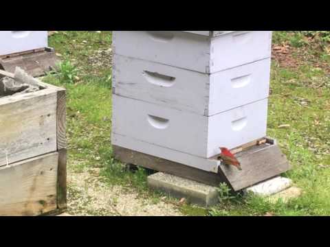 Summer Tanager honeybee buffet