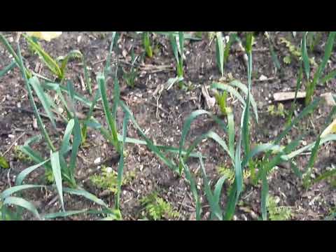 Coronaspelen in de Paasvakantie