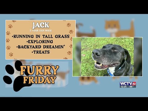 Furry Friday Jack