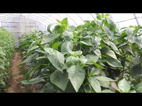 UPDATE: HARD PRUNING GREENHOUSE BELL PEPPER 40 Day's Later!