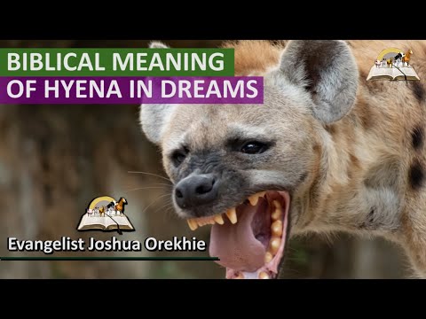 Biblical Meaning of HYENA in Dream -  Spiritual Meaning of Hyenas