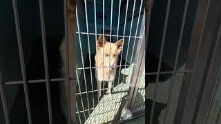 Video preview image #1 Gerberian Shepsky Puppy For Sale in Pasadena, CA, USA