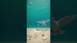 水中を飛ぶハト(sora2生成動画)