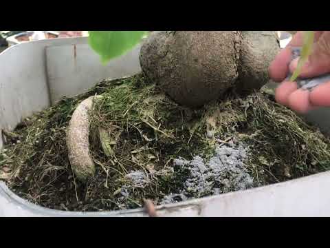 Bón phân tạo nụ ae tham khảo