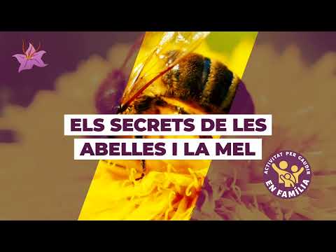 #Safrània365 - Els secrets de les abelles i la mel