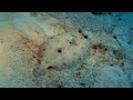 5 Fascinating Flounder Facts You Need To Know