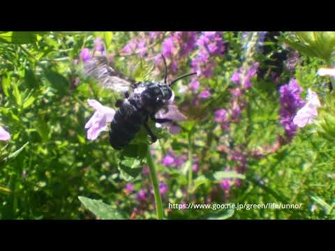 魚露目８号をGH6に付けてみた